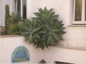 La forza della Natura - www.scuoladirespiro.com La forza della Natura - www.scuoladirespiro.com