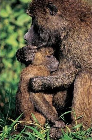 Babbuino e cucciolo - www.scuoladirespiro.com