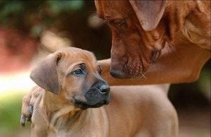 Cane e Cucciolo - www.scuoladirespiro.com Cane e Cucciolo - www.scuoladirespiro.com