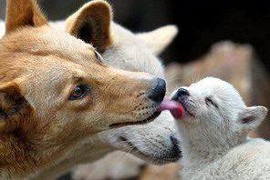 Cane e cucciolo -  www.scuoladirespiro.com