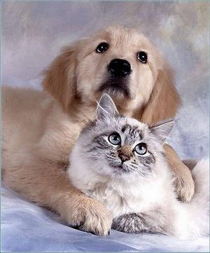 Cane e Gatto Persiano - www.scuoladirespiro.com Cane e Gatto Persiano - www.scuoladirespiro.com
