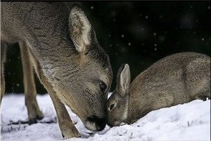 Cerbiatto e Lepre - www.scuoladirespiro.com