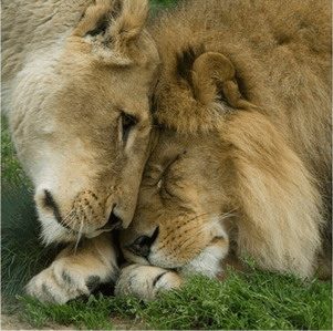 Coppia di Leoni - www.scuoladirespiro.com