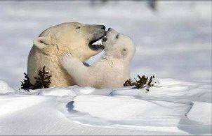 Orso e cucciolo - www.scuoladirespiro.com