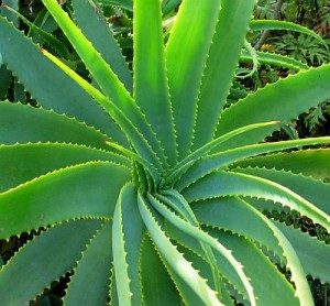 Aloe Vera - www.scuoladirespiro.com